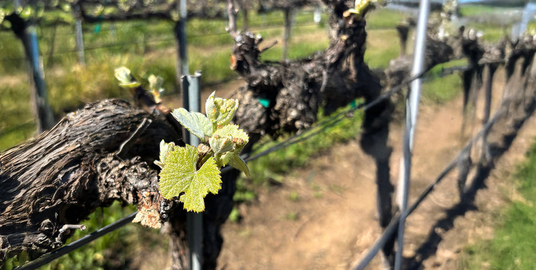 There is life in the vineyards 🌿