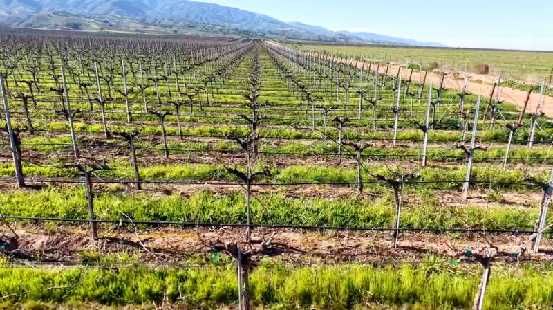February in the Vineyard